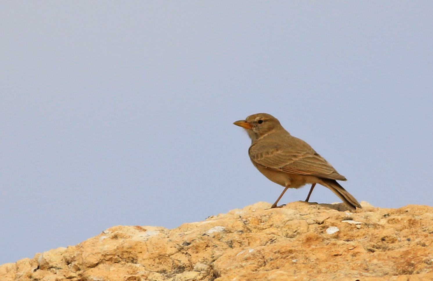 Desert Lark